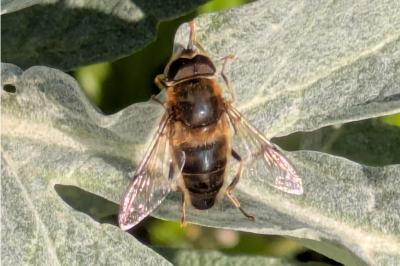 <i>Eristalis pertinax</i>