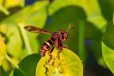 <i>Conops vesicularis</i>