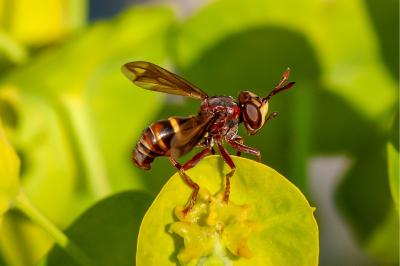 <i>Conops vesicularis</i>
