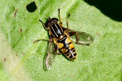 <i>Helophilus pendulus</i>