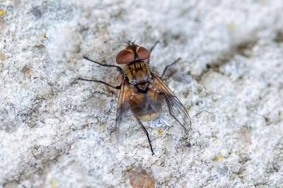 <i>Ectophasia</i>