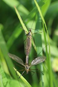 <i>Tipula scripta</i>
