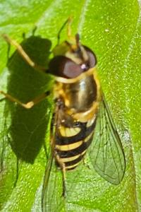 <i>Syrphus</i>