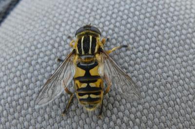 <i>Helophilus pendulus</i>