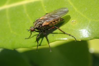 <i>Empis tessellata</i>