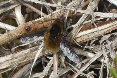 <i>Bombylius major</i>