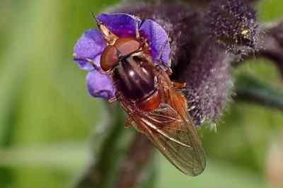<i>Rhingia campestris</i>