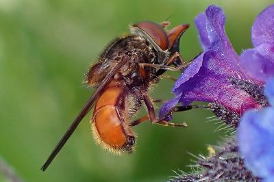 <i>Rhingia campestris</i>