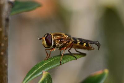 <i>Syrphus ribesii</i>