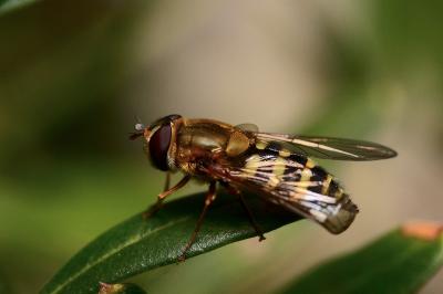 <i>Syrphus ribesii</i>
