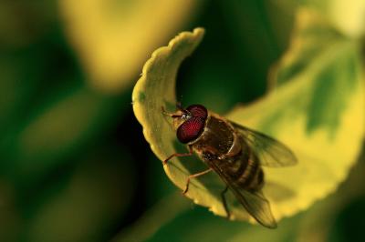 <i>Syrphus torvus</i>