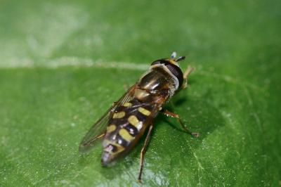 <i>Eupeodes corollae</i>