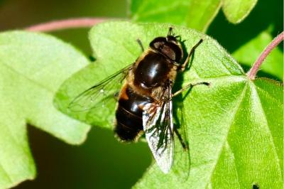 <i>Eristalis tenax</i>