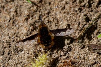 <i>Bombylius major</i>