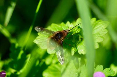 <i>Bombylius major</i>