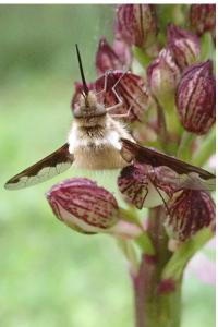 <i>Bombylius major</i>