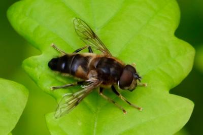 <i>Eristalis pertinax</i>