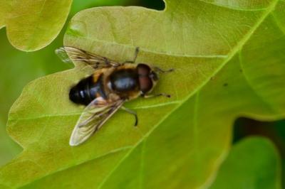 <i>Eristalis</i>