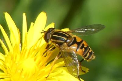 <i>Helophilus pendulus</i>
