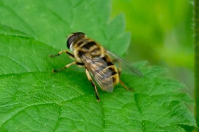 <i>Myathropa florea</i>