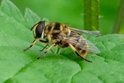 <i>Myathropa florea</i>