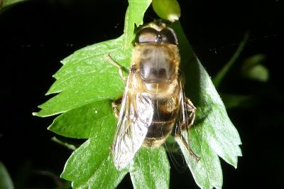 <i>Eristalis tenax</i>
