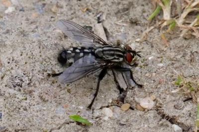 <i>Sarcophaga carnaria</i>