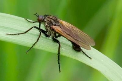 <i>Empis tessellata</i>