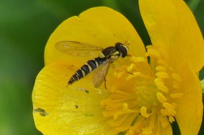 <i>Sphaerophoria</i>
