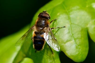 <i>Eristalis tenax</i>