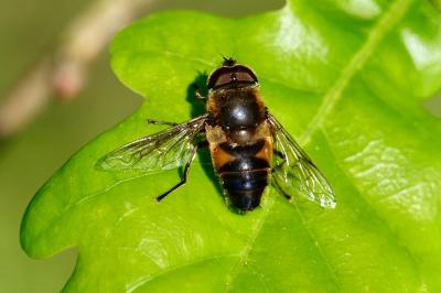 <i>Eristalis tenax</i>