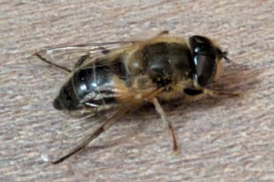 <i>Eristalis pertinax</i>