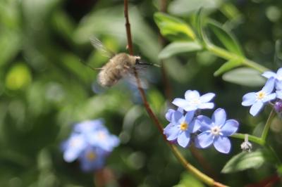 <i>Bombylius cruciatus</i>