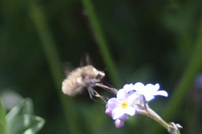 <i>Bombylius cruciatus</i>