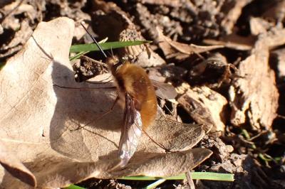 <i>Bombylius major</i>