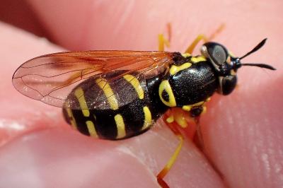 <i>Chrysotoxum vernale</i>