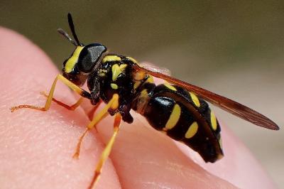 <i>Chrysotoxum vernale</i>