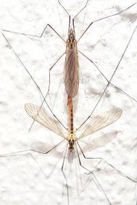 <i>Nephrotoma flavescens</i>