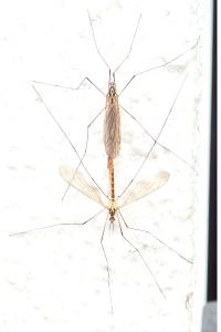 <i>Nephrotoma flavescens</i>
