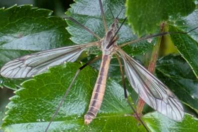 <i>Tipula vernalis</i>