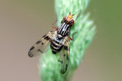<i>Otites porcus</i>