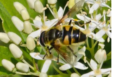 <i>Myathropa florea</i>