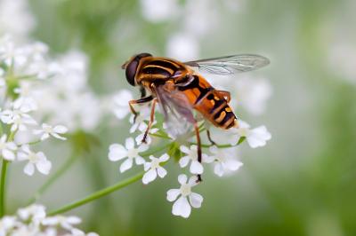 <i>Helophilus pendulus</i>