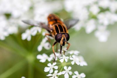 <i>Helophilus pendulus</i>