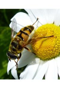 <i>Myathropa florea</i>