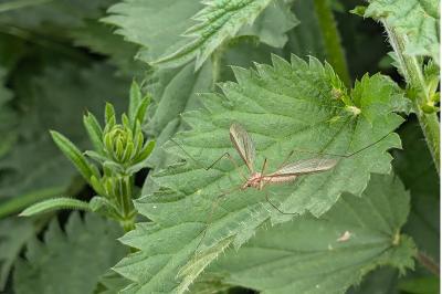 <i>Tipula</i>