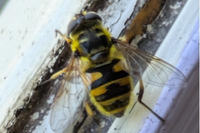 <i>Myathropa florea</i>