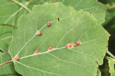 <i>Harmandiola globuli</i>