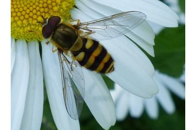 <i>Syrphus</i>