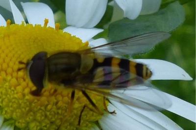<i>Syrphus</i>